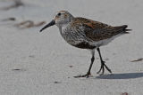 Dunlin 